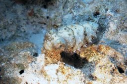 20020606_2_Shaab_Sheer_0048